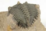 Metacanthina Trilobite - Lghaft, Morocco #204221-2